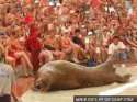 walrus-roll-o.gif