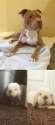Pets.jpg