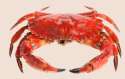 Crab.png