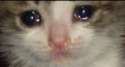 reaction_chaton.jpg