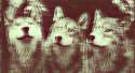 animals-art-intensity-three-wolves-Favim.com-341807.jpg