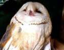 smiling_owl_jpg.png