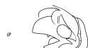 DsI.png