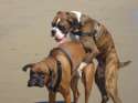 dogs humping.jpg
