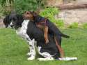 dogs-humping.jpg