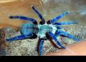 MightySaiyan's_cobalt_blue_tarantula.jpg
