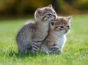 v2-cute-cat-picture[1].jpg