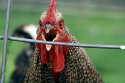 CLUCK CLUCK CLUCK CLUCK CLUCK CLUCK CLUCK CLUCK CLUCK CLUCK CLUCK CLUCK CLUCK CLUCK CLUCK CLUCK CLUCK CLUCK CLUCK CLUCK CLUCK CLUCK CLUCK CLUCK CLUCK CLUCK CLUCK CLUCK CLUCK CLUCK.jpg