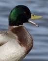 QUACK QUACK QUACK QUACK QUACK QUACK QUACK QUACK QUACK QUACK QUACK QUACK QUACK QUACK QUACK QUACK QUACK QUACK QUACK QUACK QUACK QUACK QUACK QUACK QUACK QUACK QUACK QUACK QUACK QUACK QUACK QUACK QUACK QUACK.jpg