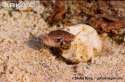 lizard-hatching.jpg