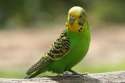 budgie.jpg
