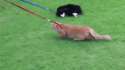 how-to-leash-train-a-cat-moar.jpg