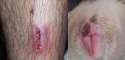 separated at birth OP wound dog vagina.jpg