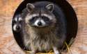 raccoon-wallpaper-43647-44713-hd-wallpapers.jpg