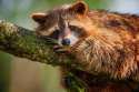 raccoon-wallpaper-43654-44739-hd-wallpapers.jpg