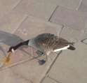 puking goose.jpg
