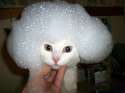cat-somc-bubblehead.jpg