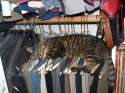 hanger-sleeping-cat.jpg
