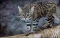 cat-black_footed.jpg
