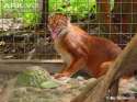 Borneo-bay-cat-in-captivity.jpg