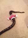 snek.jpg
