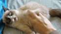 cat-anim-staahp.gif