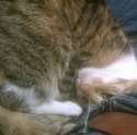 thisismycat.png