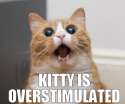 CATURDAY.jpg