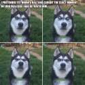 dog-betrayal.jpg