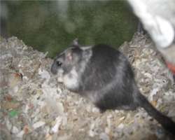 gerbil.jpg