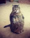 fatcat.jpg