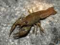 Crayfish1.jpg