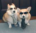cute-cool-corgis.jpg
