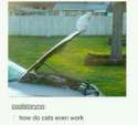 how do cats even work.jpg