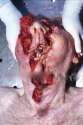 viraldeath_com_shotgun_suicide408.jpg