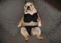 Funny dogs pictures.jpg