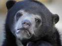ff5cff09b06e22cbdee3cfb717e79dfb-confession-bear.jpg