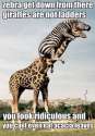 zebras giraffes ladders acacia leaves.jpg
