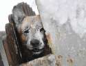 PuppyAfraidOfMyBukkakeSkills.jpg