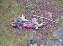 dead-bunny.jpg