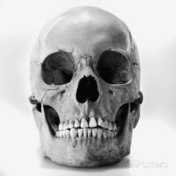 joe-clark-human-skull.jpg
