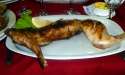 Barraza rabbit.jpg