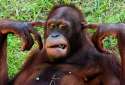 Hear-no-evil.jpg