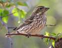 cassins_finch_sim_2.jpg