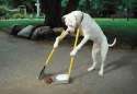 dogcleaner.jpg