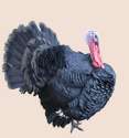 turkey_side_view_png_by_evelivesey-d5n3rz6.png