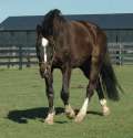 brown_horse_2_by_stockhorse.jpg