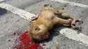 dead-monkey.jpg