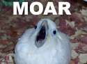 bird.jpg