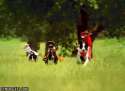 1302806176797.gif